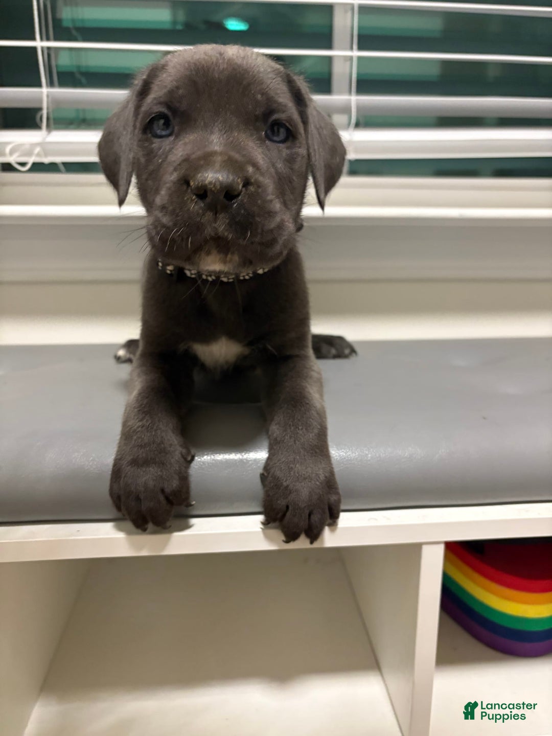 Gallery Image {{count}}