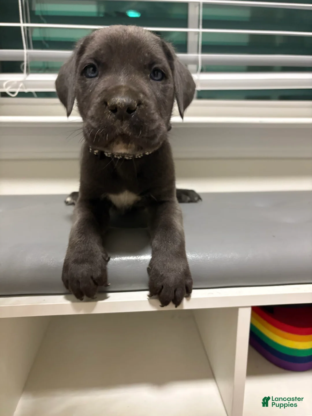 Gallery Image {{count}}