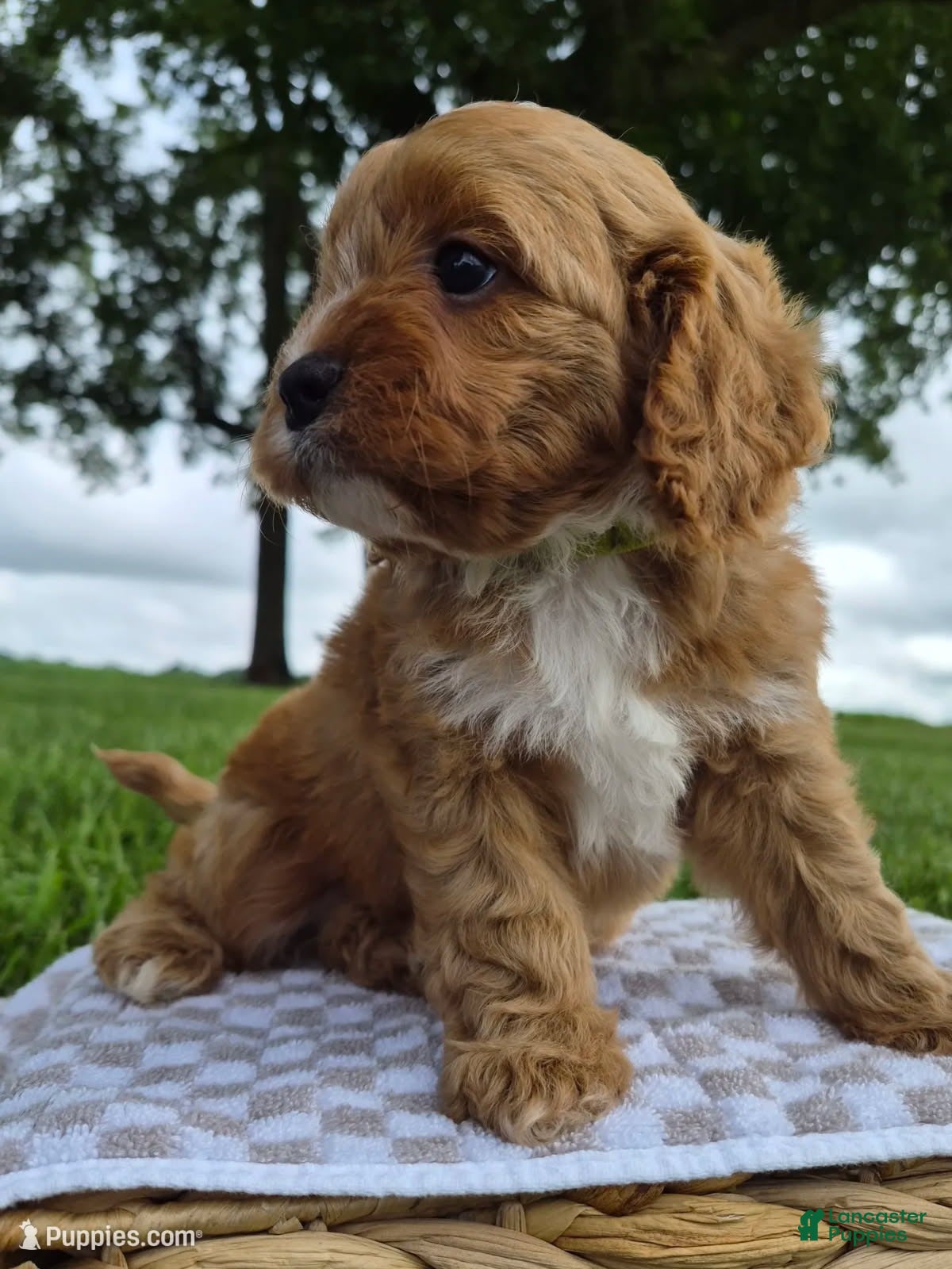 Cavapoo dogs Andy - Ad 2