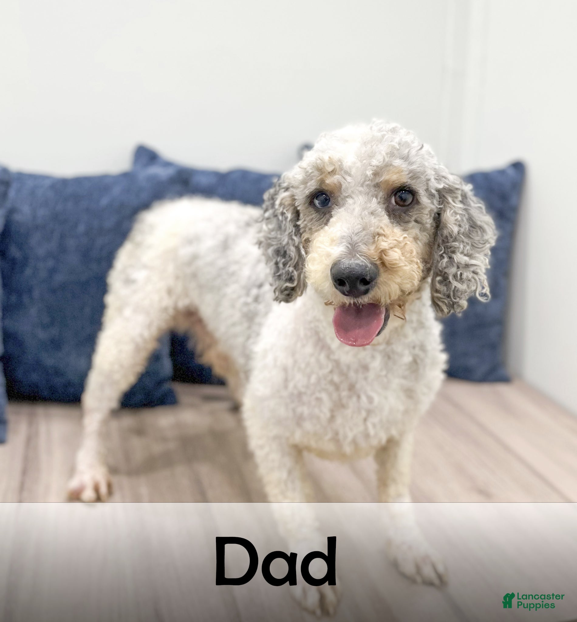 Mini Bernedoodle dogs for sale: Rusty - Ad 10