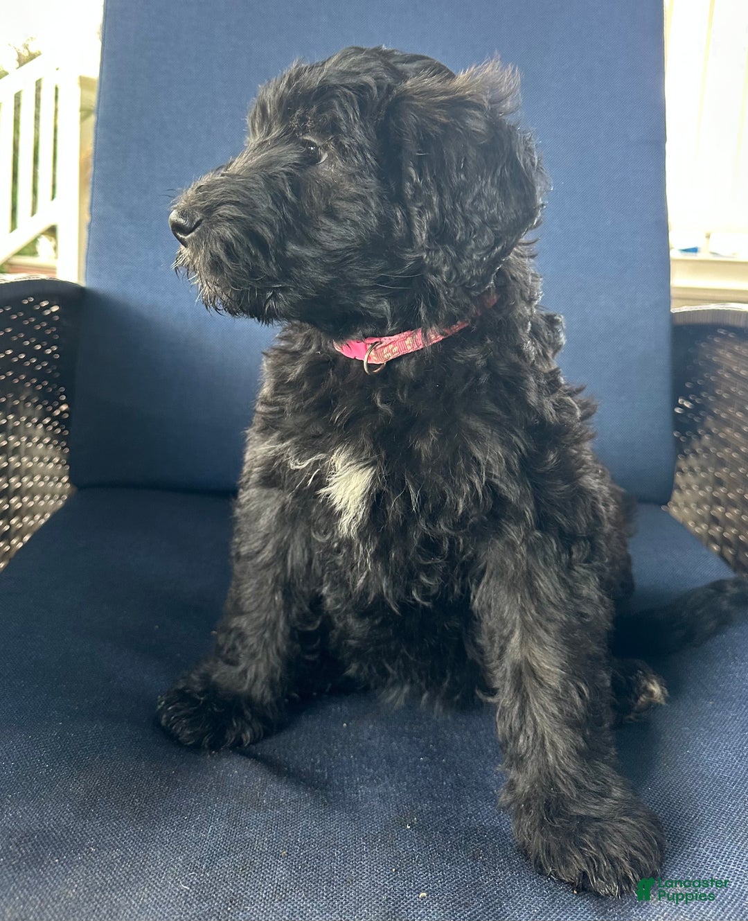 Mixed Breed dogs for sale: Trixie - Ad 1