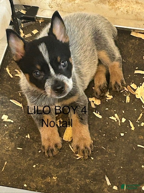 Australian Cattle Dog dogs LILO BOY 4 - Ad 1