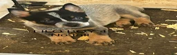 Australian Cattle Dog dogs for sale: LILO BOY 4 - Ad 1