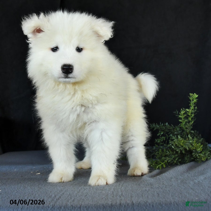 Samoyed dogs Dale - Ad 2