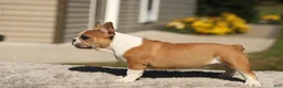 French Bulldog dogs for sale: Oasis – Fawn/White - Ad 7