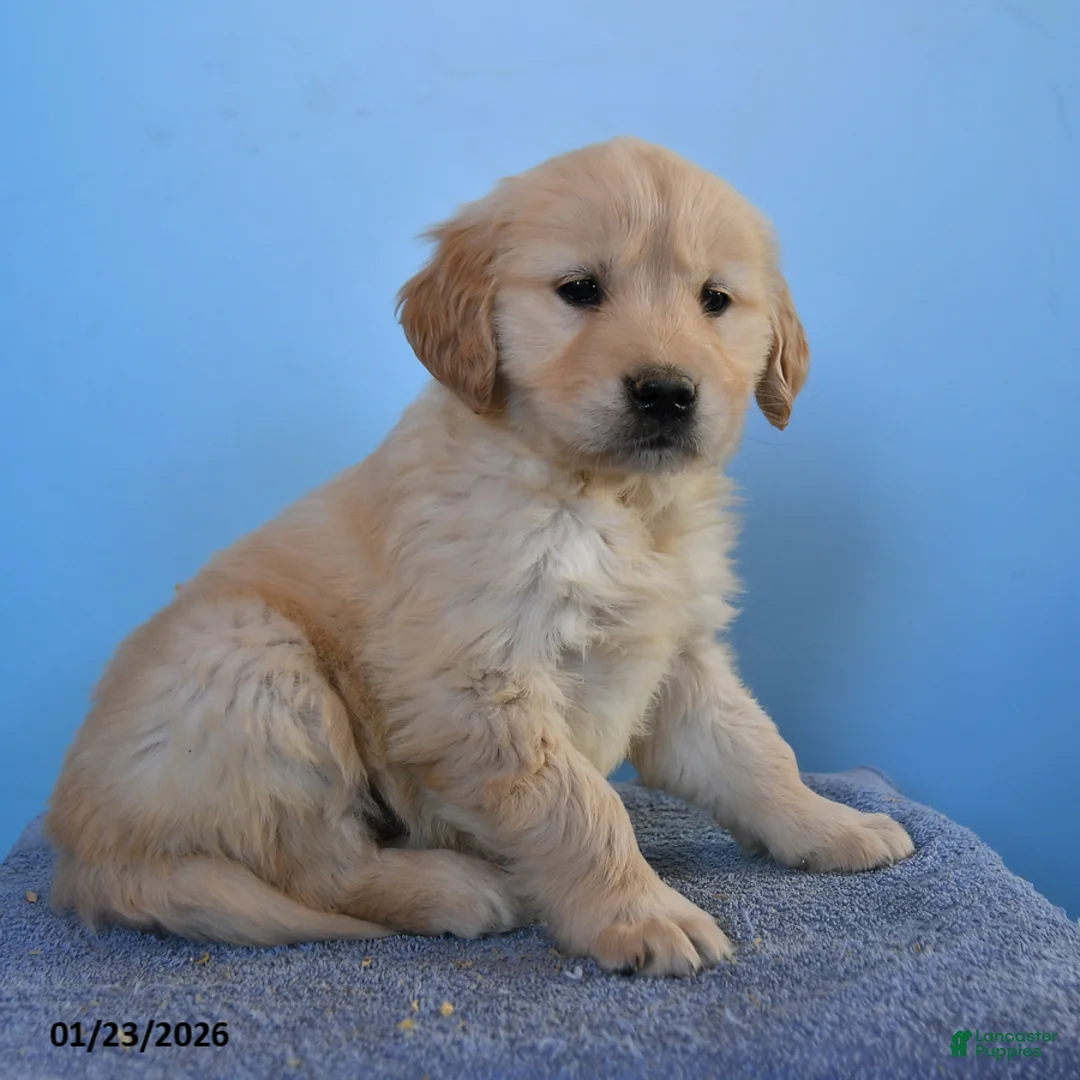 Golden Retriever dogs for sale: Orchid - Ad 3