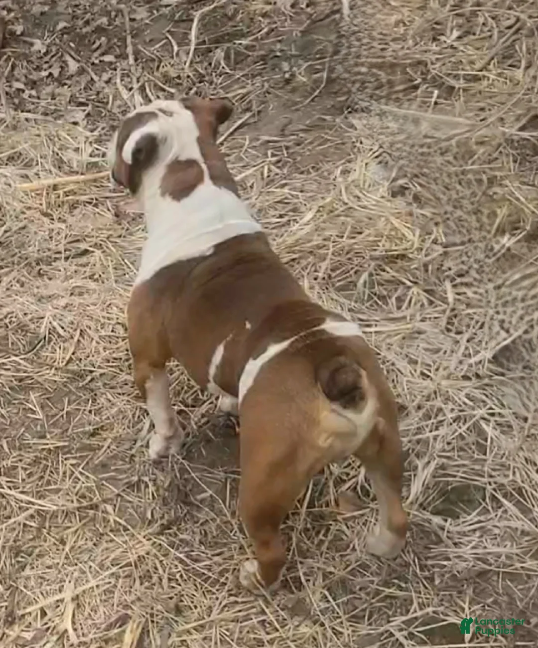 Olde English Bulldogge dogs for sale: Olde English Bulldogge Puppy 1 - Ad 5