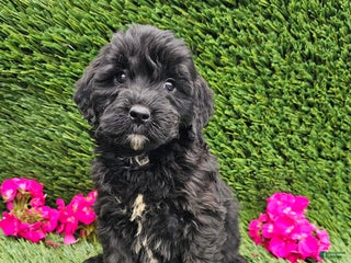 Mini Goldendoodle dogs - Ad 40