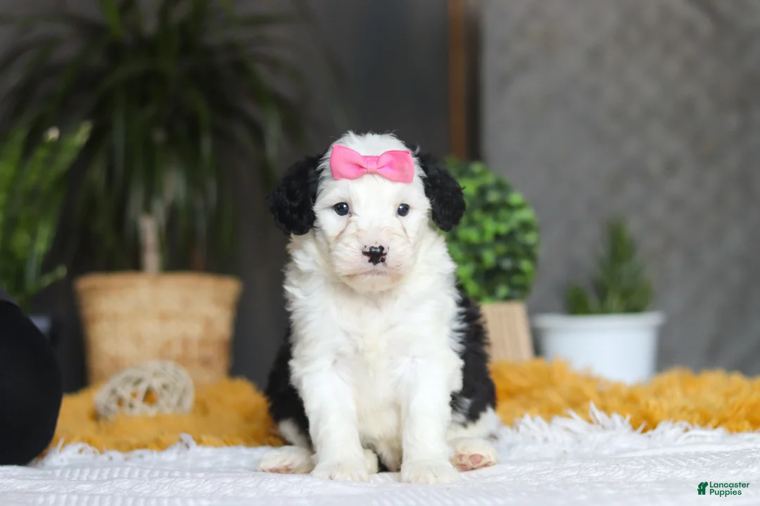 Sheepadoodle dogs for sale: Chica - Ad 1