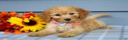 Goldendoodle dogs for sale: Olivia - Ad 3