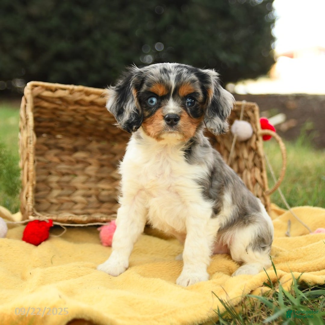 Cavalier King Charles Spaniel dogs for sale: Slate - Ad 9