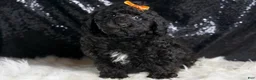 Toy Poodle dogs for sale: Romeo - Ad 6