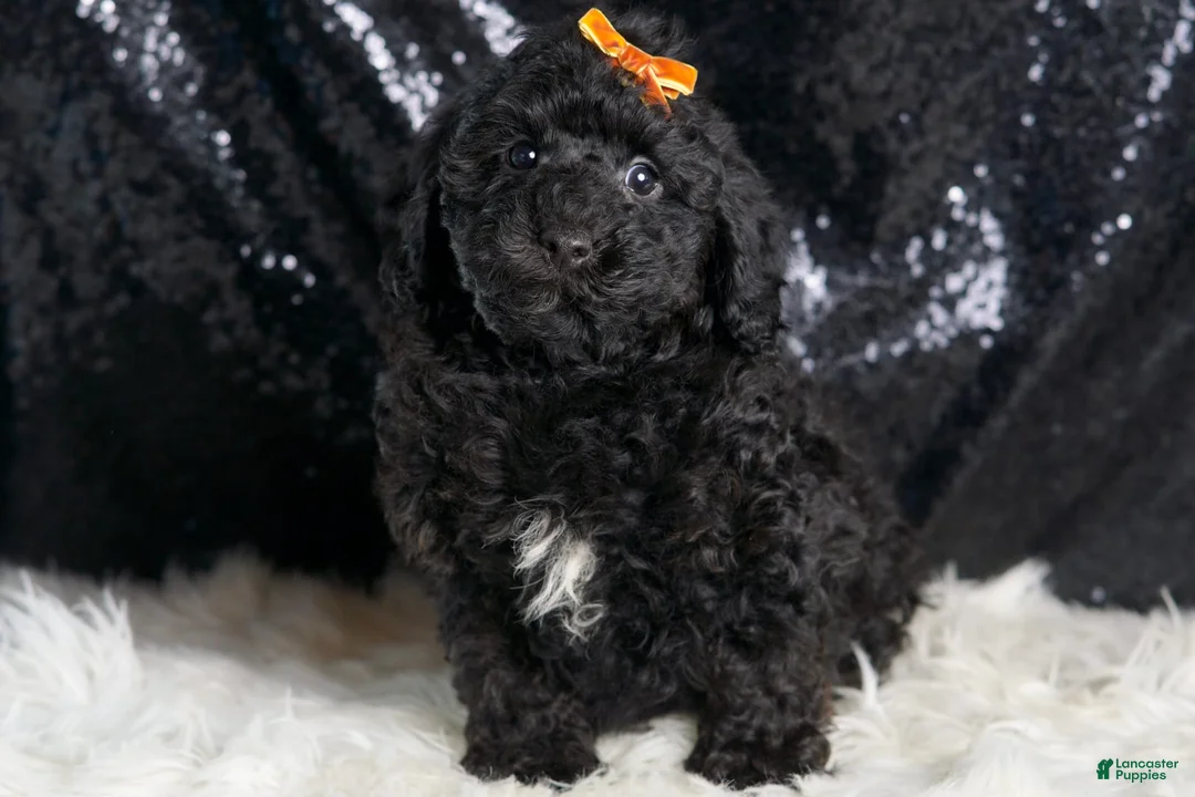 Toy Poodle dogs for sale: Romeo - Ad 6