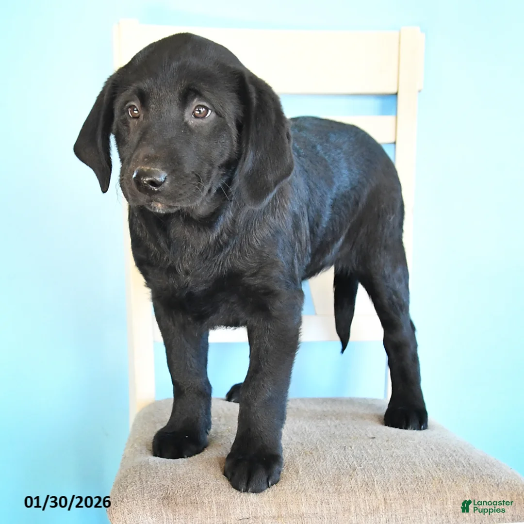 Labrador Retriever dogs for sale: Pudgy - Ad 4