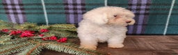 Mini Bernedoodle dogs for sale: Flake - Ad 9