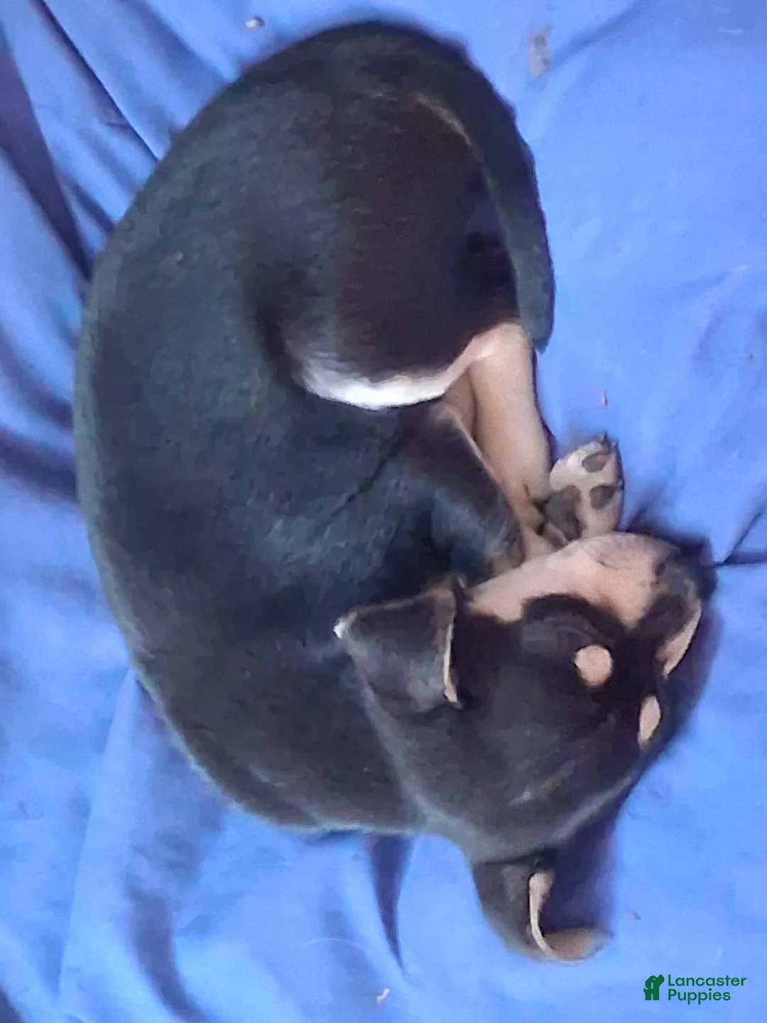 Mixed Breed dogs for sale: Mixed Breed Puppy 1 - Ad 2