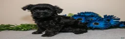 Yorkiepoo dogs for sale: Daisy - Ad 3