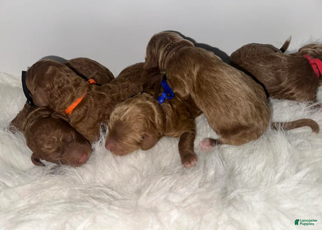 Goldendoodle dogs for sale: Orange boy - Ad 2