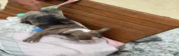 Boston Terrier dogs for sale: Kenny - Ad 17