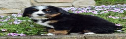 Bernese Mountain Dog dogs for sale: Mr. Billy - Ad 3