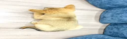 Mixed Breed dogs for sale: Reid - Ad 5
