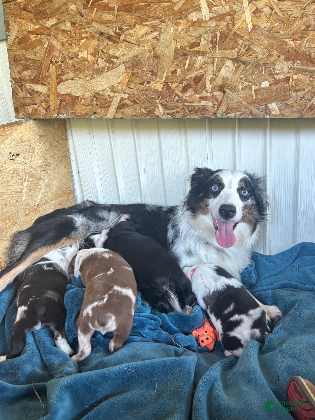 Gallery Image {{count}}