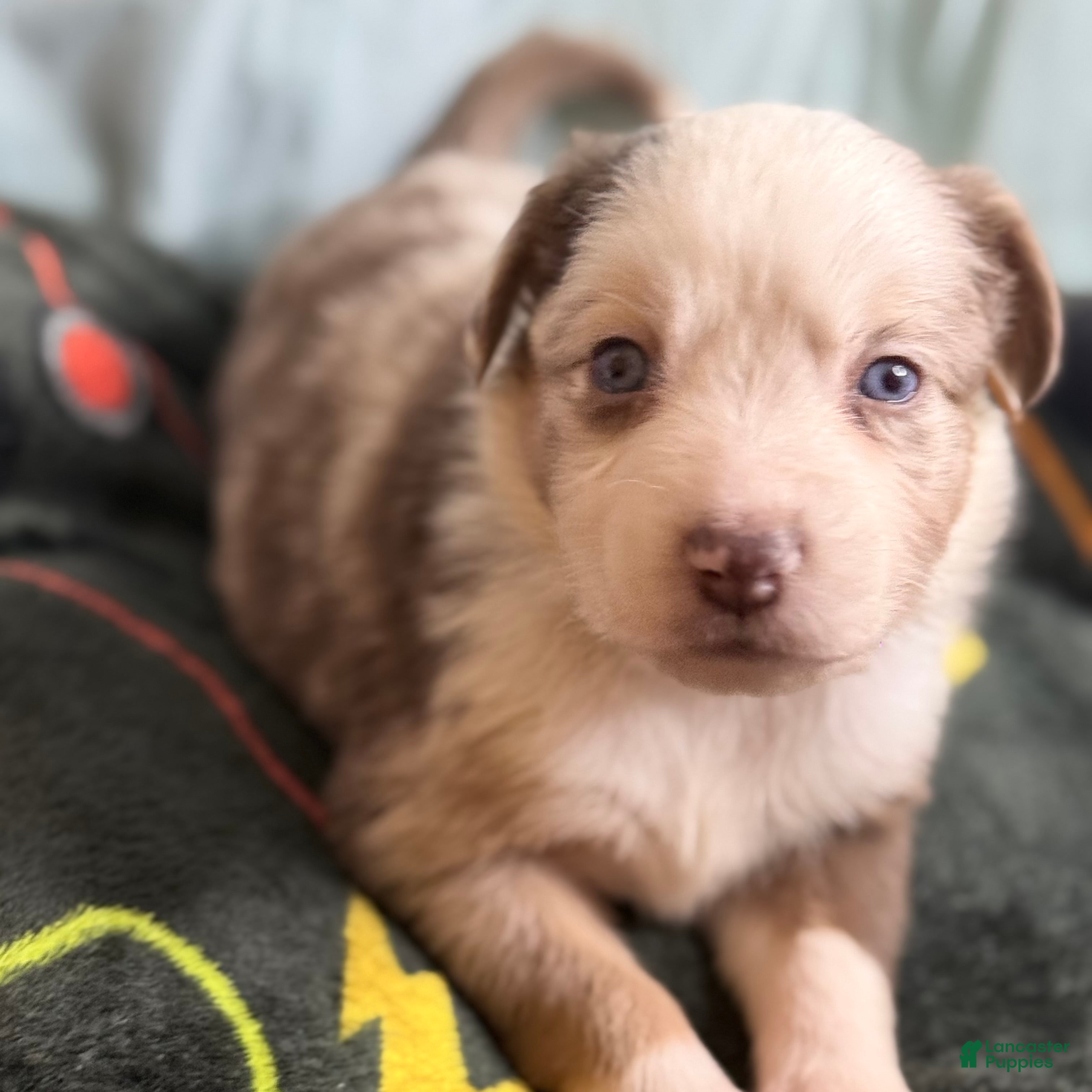 Mixed Breed dogs Prince  - Ad 29