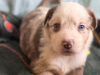 Mixed Breed dogs Prince - Ad 25