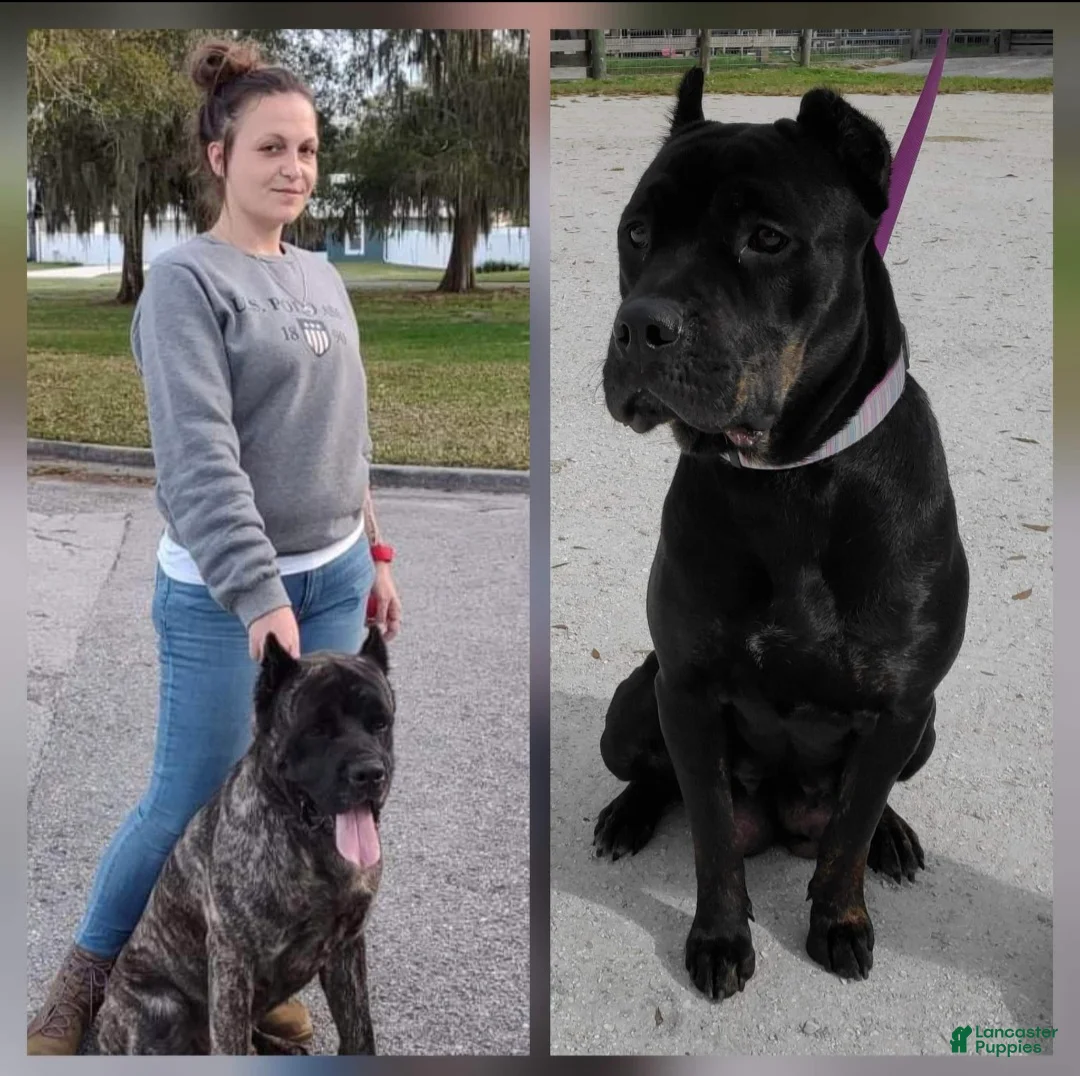 Cane Corso dogs for sale: Cane Corso Puppy 2 - Ad 4