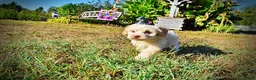 Havapoo dogs for sale: Lemony-Sale!!! - Ad 6