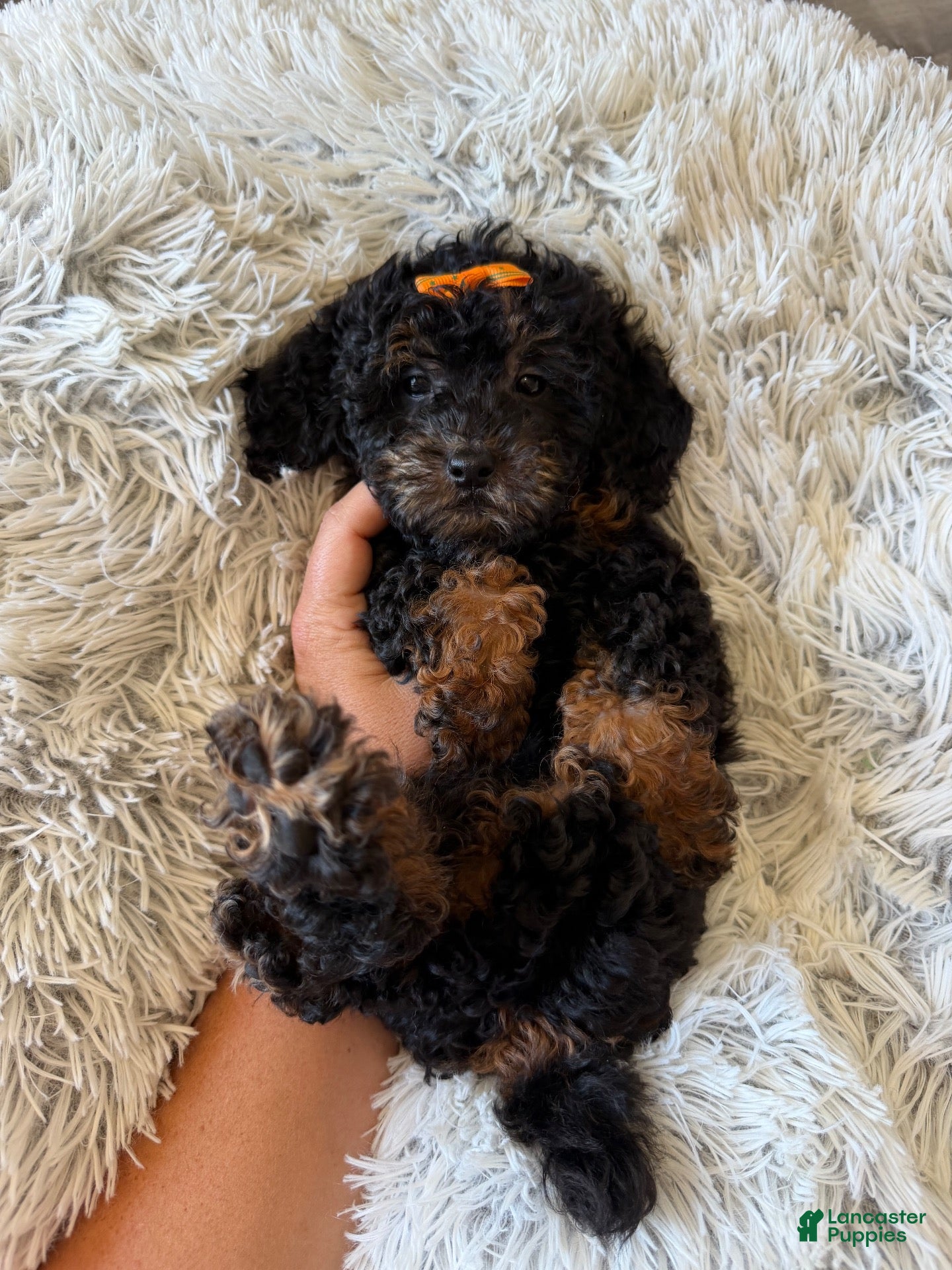 Miniature Poodle dogs Akc Clear 🧬 tested Black Phantom 🩷 - Ad 15