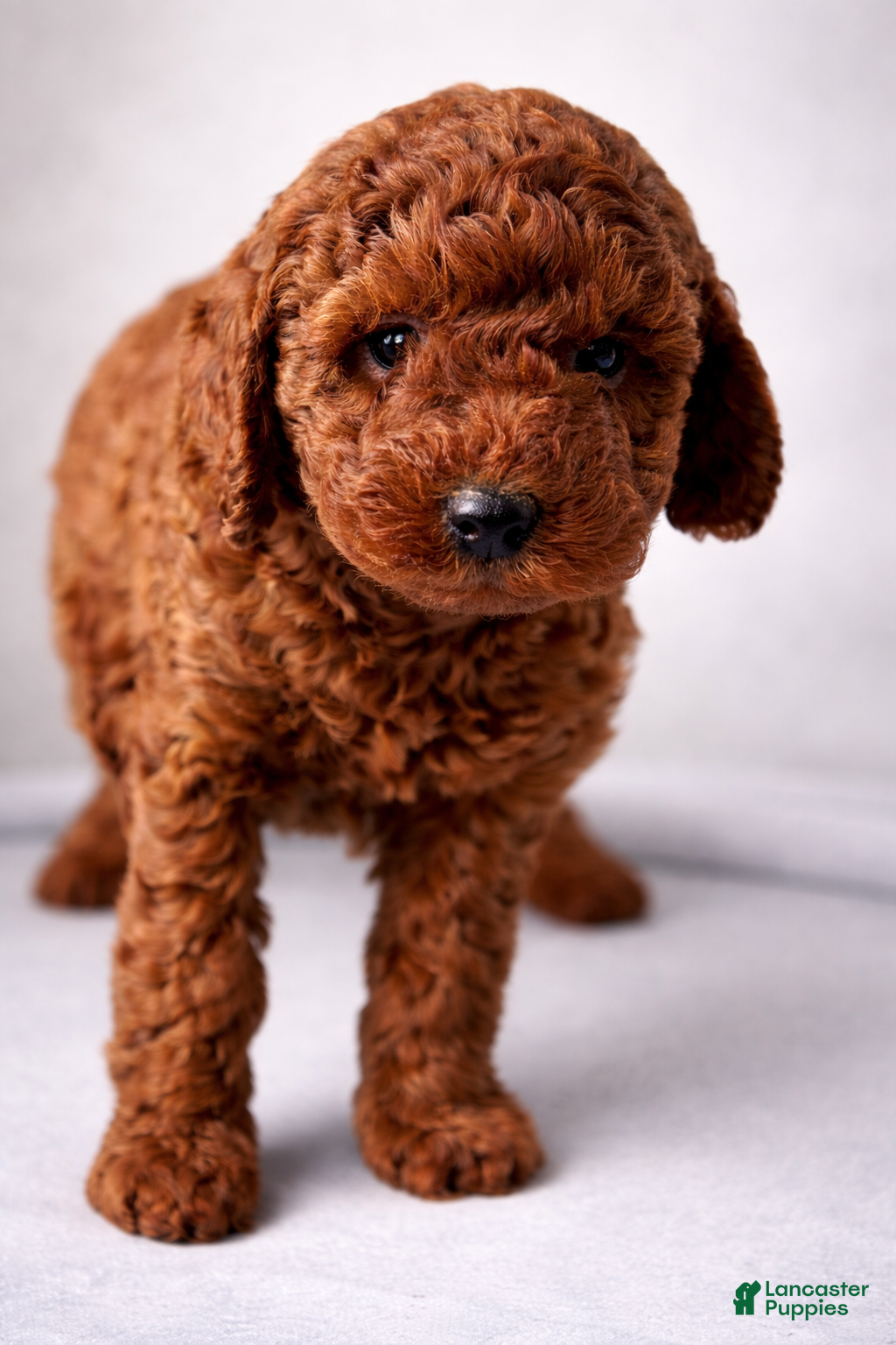 Mini Goldendoodle dogs Cupid - Ad 16