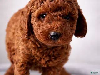 Mini Goldendoodle dogs Cupid - Ad 16