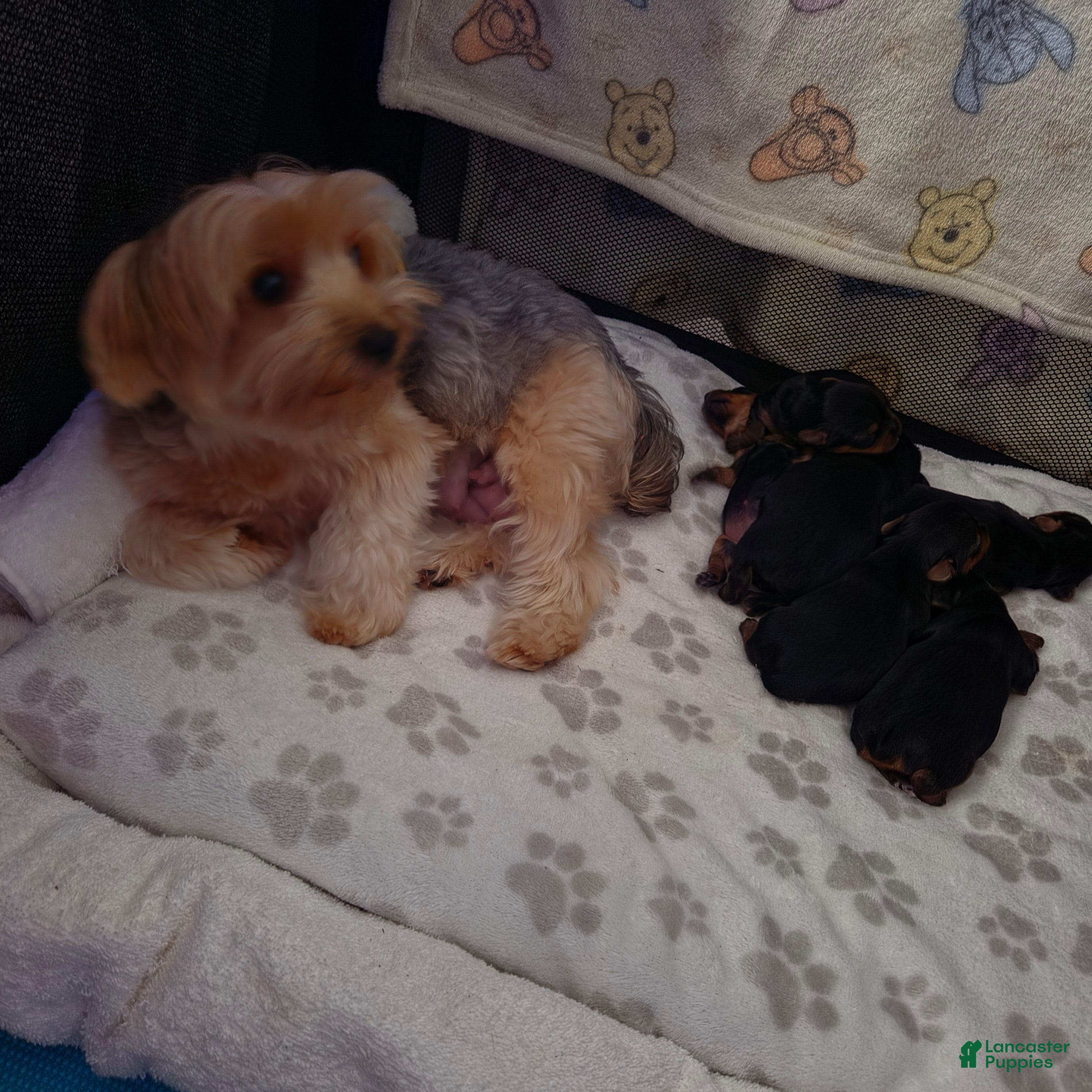 Yorkshire Terrier dogs Yorkshire Terrier 5 - Ad 15