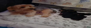 Yorkshire Terrier 5