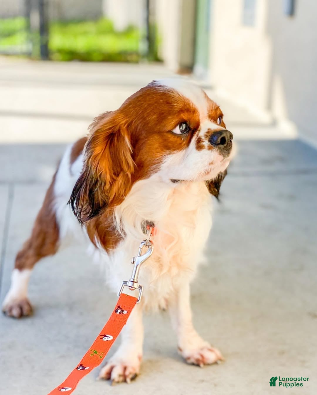 Cavalier King Charles Spaniel dogs for stud: Rocco - Ad 3