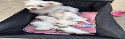 Mixed Breed dogs for sale: Mixed Breed Puppy 4 - Ad 4
