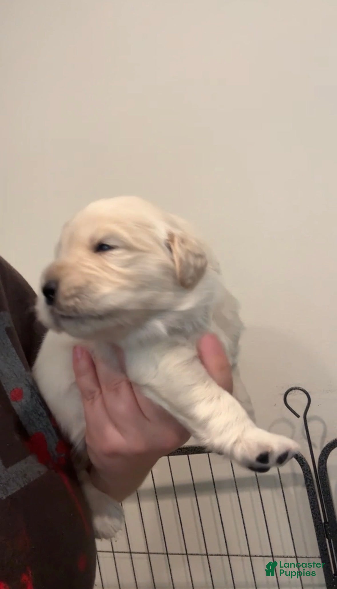 Golden Retriever dogs Golden Retriever Puppy 3 - Ad 1