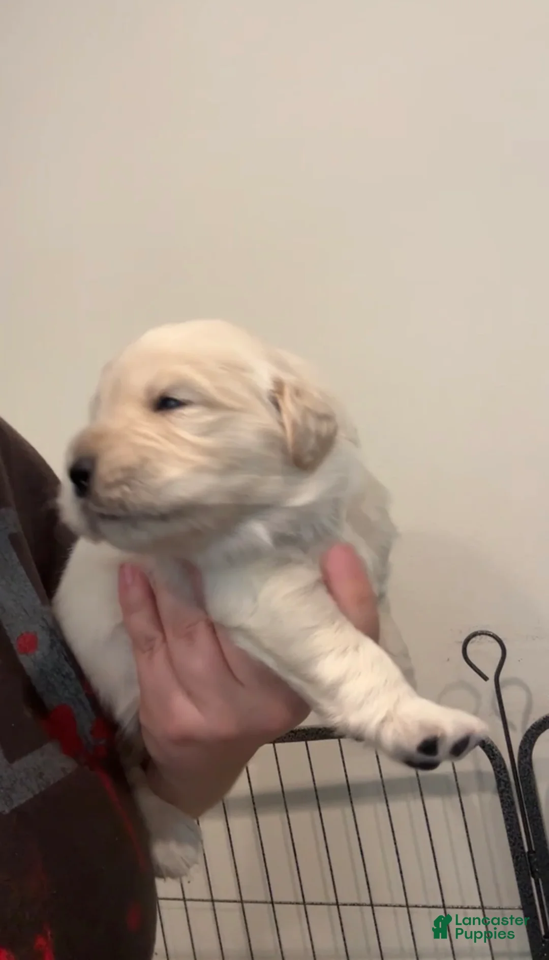 Golden Retriever dogs for sale: Golden Retriever Puppy 3 - Ad 1