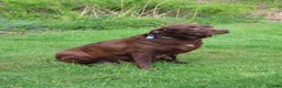Labrador Retriever dogs for sale: Willow - Ad 4