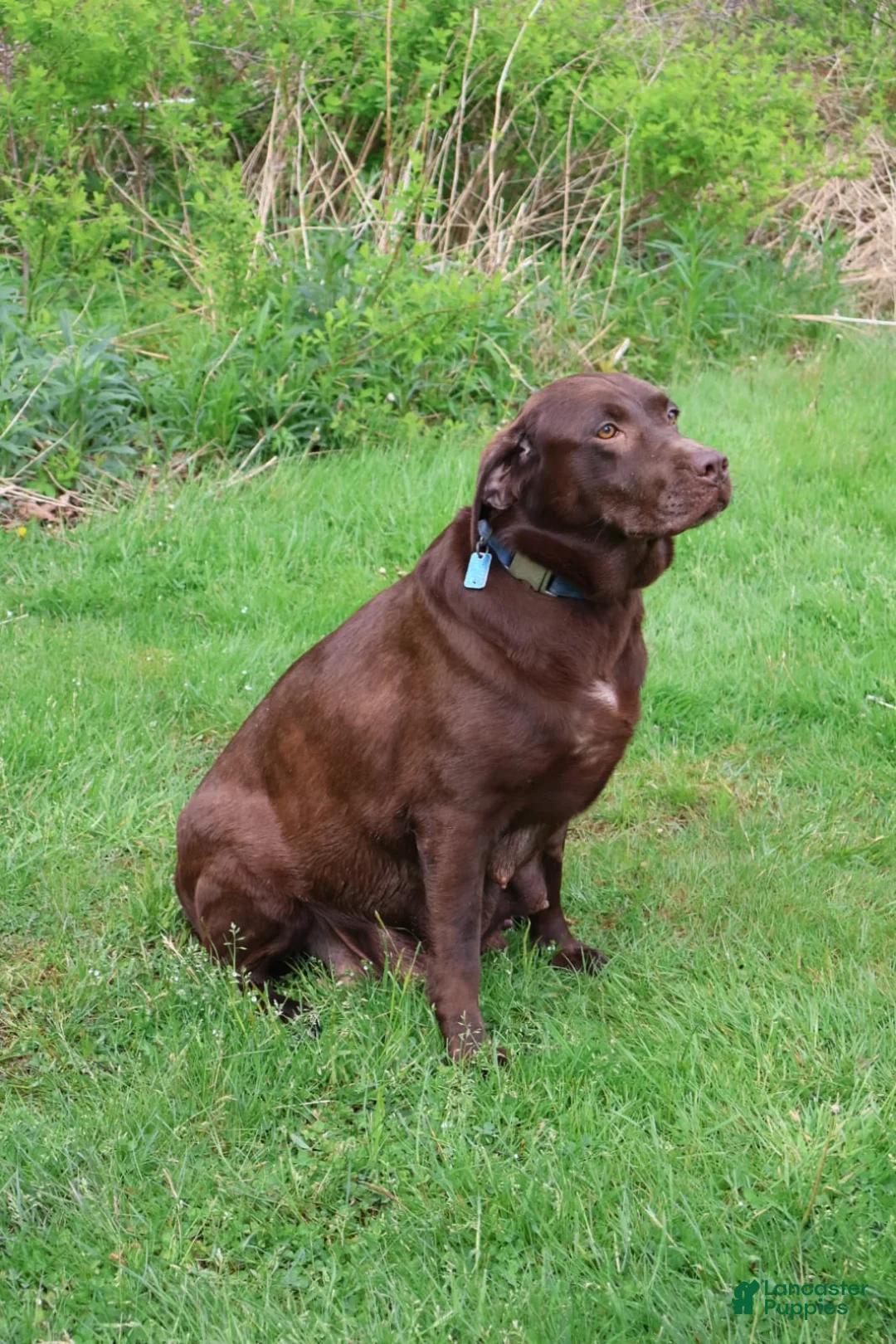 Labrador Retriever dogs for sale: Harper - Ad 2