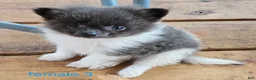 Pomeranian dogs for sale: Liberty  - Ad 9