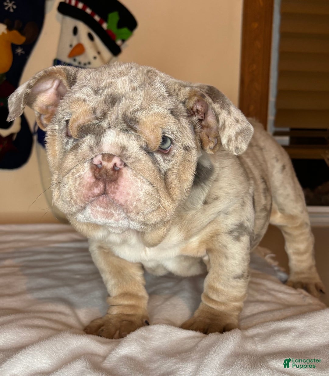 English Bulldog dogs for sale: Cookies - Ad 6