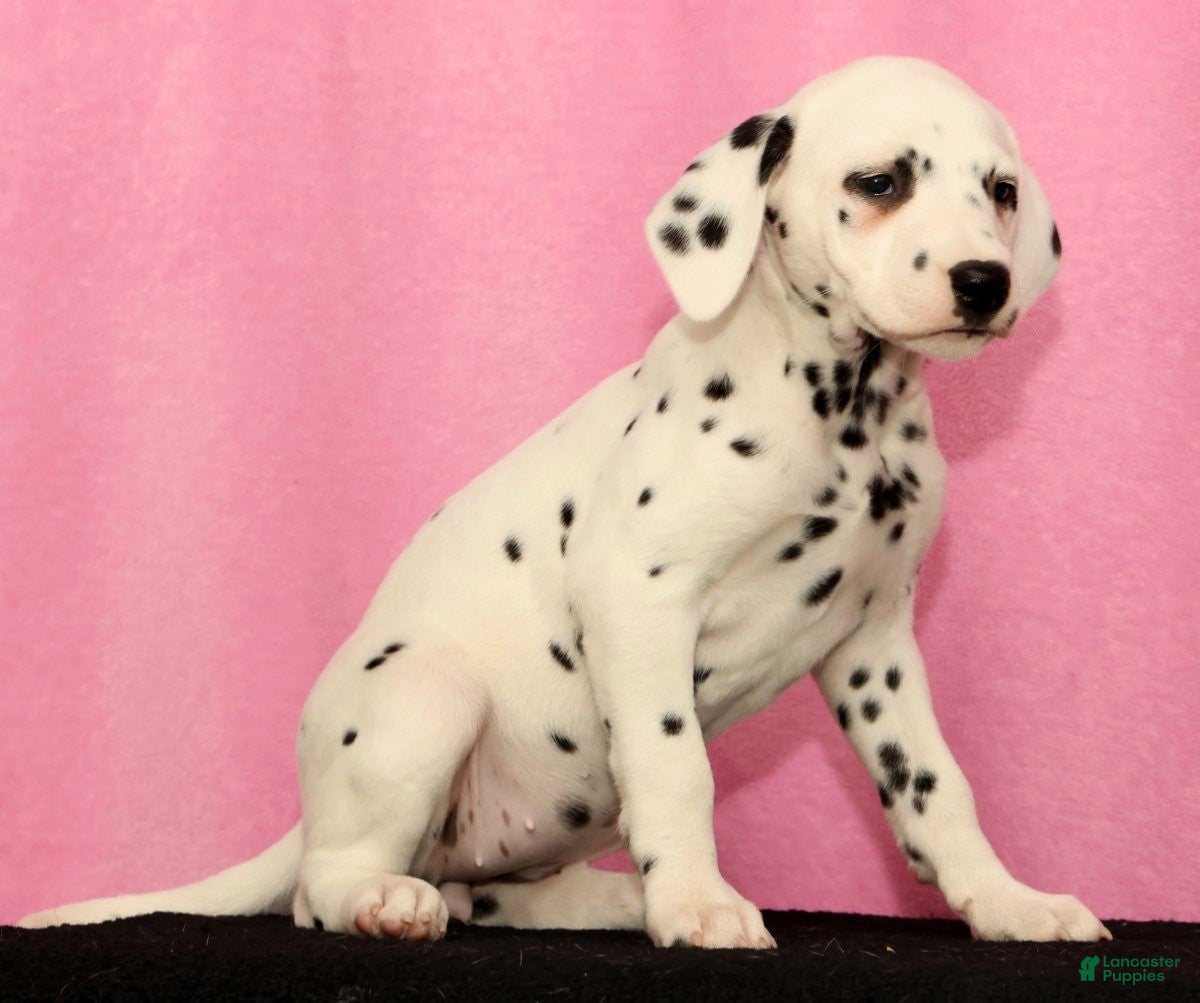 Dalmatian dogs Janice - Ad 2
