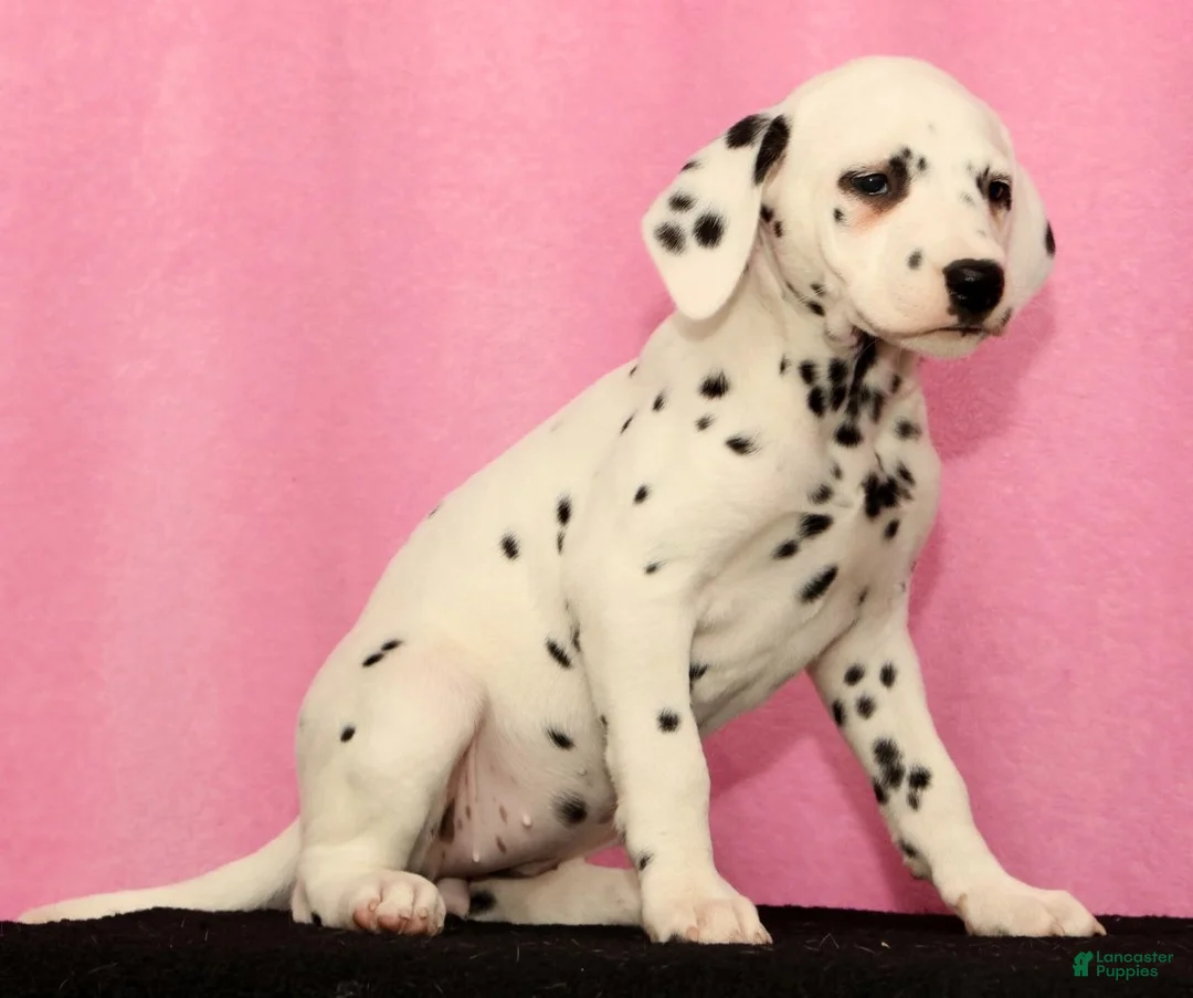 Dalmatian dogs for sale: Janice - Ad 2