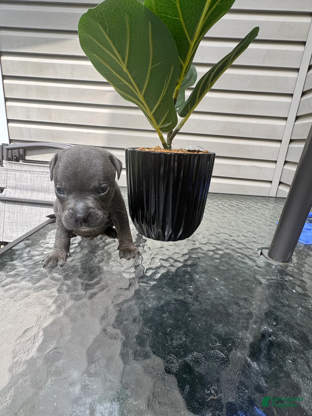 American Bully dogs for sale: American Bully 3 - Ad 2