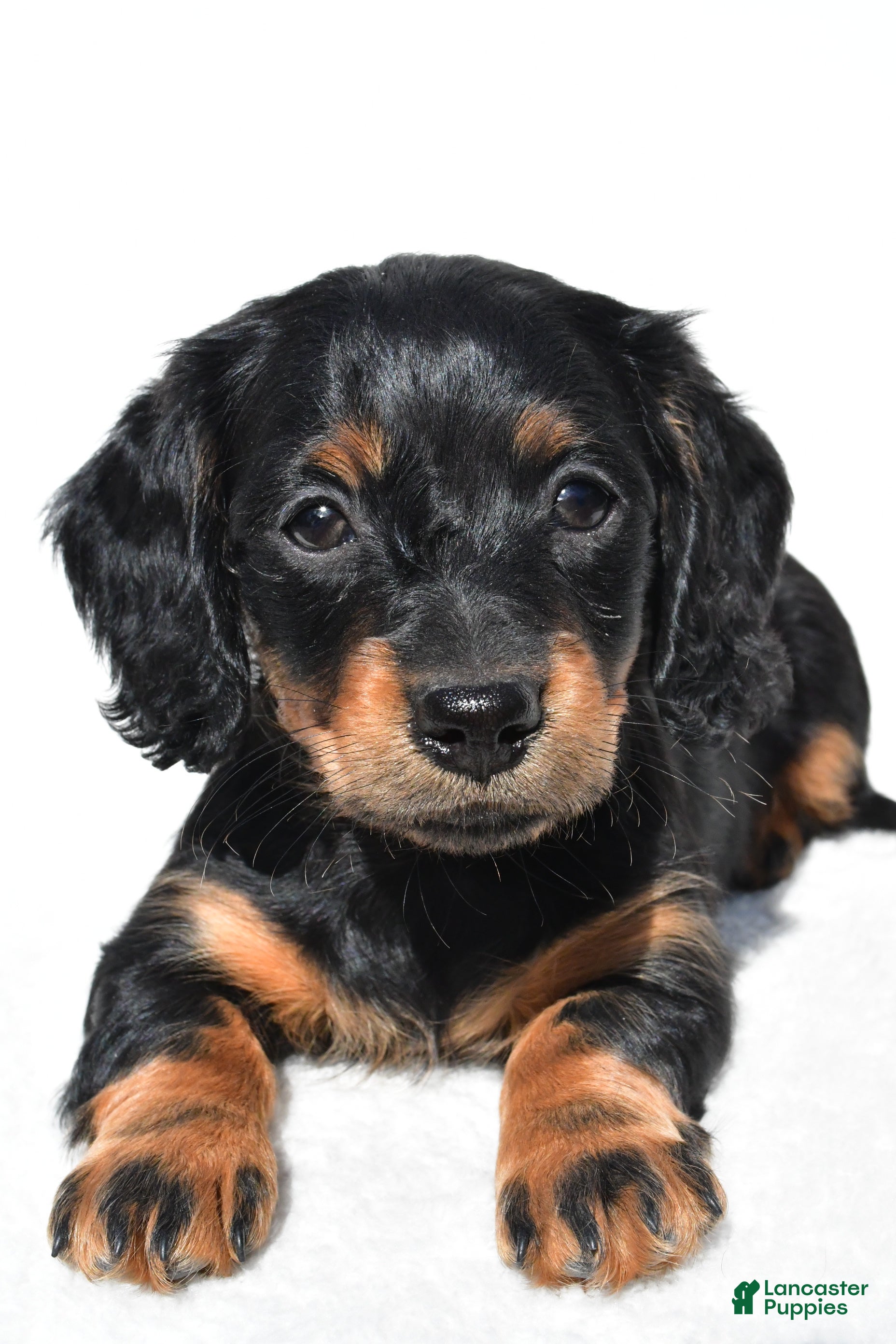 Miniature Dachshund dogs for sale: Anna - Ad 7