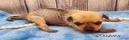Mixed Breed dogs for sale: Dakota - Ad 9