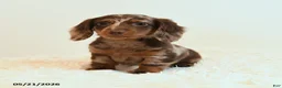 Miniature Dachshund dogs for sale: Stretch - Ad 4
