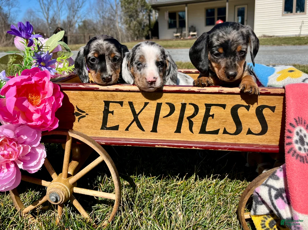 Dachshund dogs for sale: Special Blind Jill ❤️🐾ACA Registered Miniature Dachshund❤️Call 610-273-9348 - Ad 4